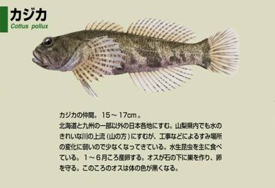Thú câu cá của người Nhật