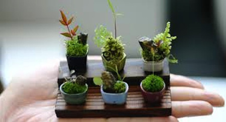 Bonsai nhỏ hơn đồng xu 10 yên