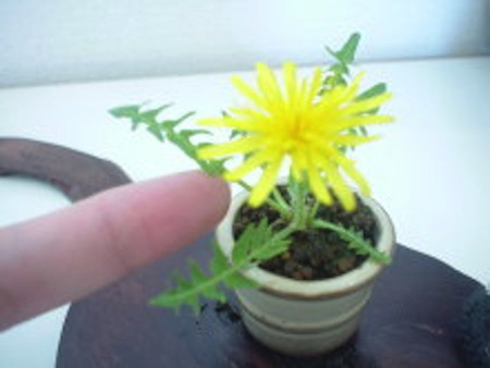 Bonsai nhỏ hơn đồng xu 10 yên