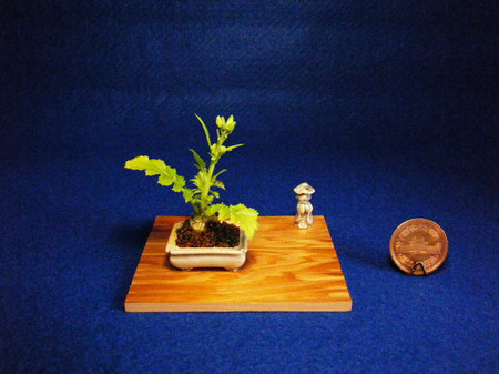 Bonsai nhỏ hơn đồng xu 10 yên