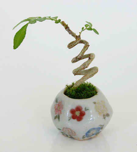 Bonsai nhỏ hơn đồng xu 10 yên