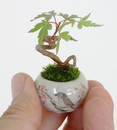 Bonsai nhỏ hơn đồng xu 10 yên