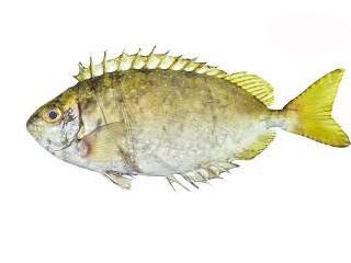 Cá dìa bông Cá dìa bông