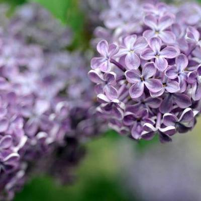 Hoa ngày 2/5 - ライラック (lilac)