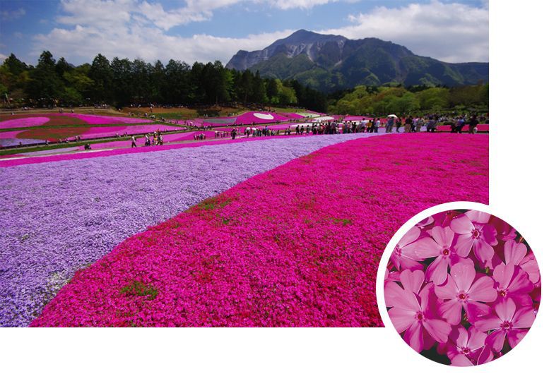 3 loài hoa đẹp mê mẩn ở Nhật|Giới thiệu Nhật Bản (日本紹介）