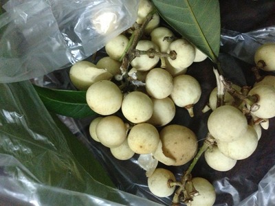 Quả nhãn lồng