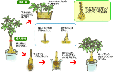 誕生花 花言葉