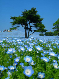 Ngắm hoa Nemophila