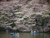 千鳥ヶ淵の桜2
