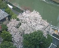上空からの桜