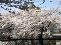 大学キャンパスの桜
