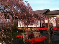 料亭のしだれ桜