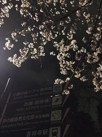 Tokyo Sakura 2016 3