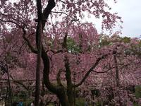 Kyoto Sakura