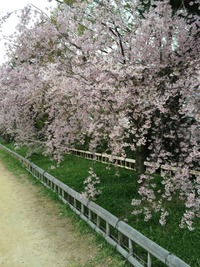 Kamogawa Kyoto 2