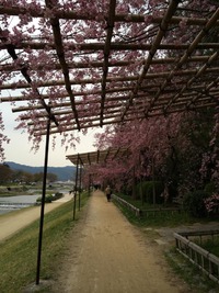Kamogawa Kyoto 3