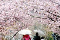 Hanami 2