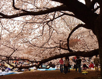 Hanami 1