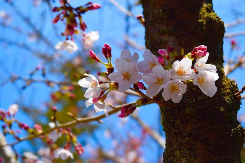 khai hội ngắm hoa anh đào tại hatasan ,fukuroi