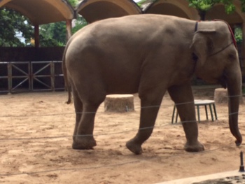 サイゴン動物園に行ってきました ベトナムでビジネスを