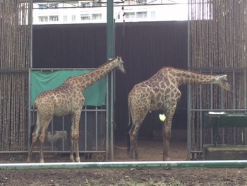 サイゴン動物園に行ってきました ベトナムでビジネスを